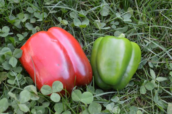 Paprika "Maor" (Pflanze)